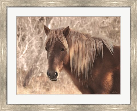 Framed Assateague Horse Print