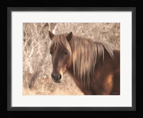 Framed Assateague Horse Print