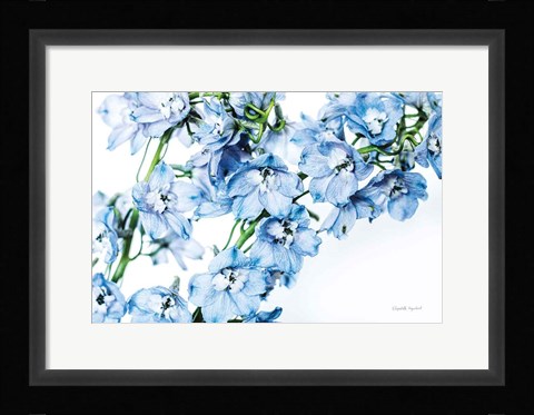 Framed Freshly Picked Delphinium II Print