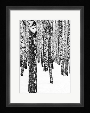 Framed White Edition 1 Print