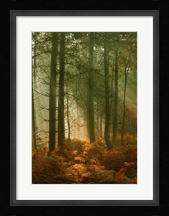 Framed Wyre Forest 3 Print