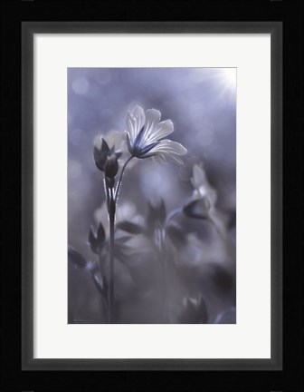 Framed Blue &amp; White Flowers I Print