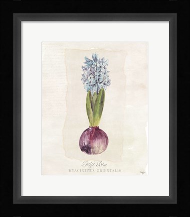 Framed Hyacinthus Orientalis I Print