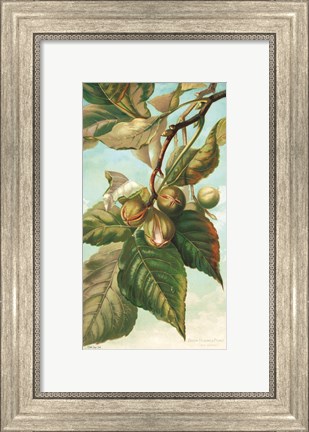 Framed Tree Branch with Fruit I Print