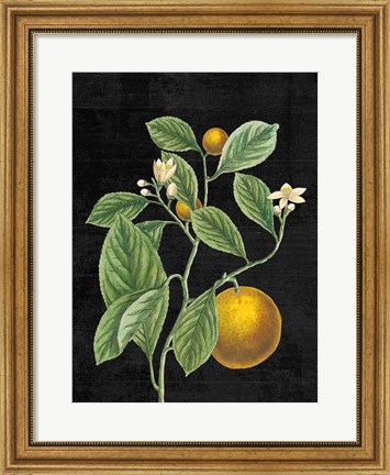 Framed Classic Citrus VI Black No Words Print