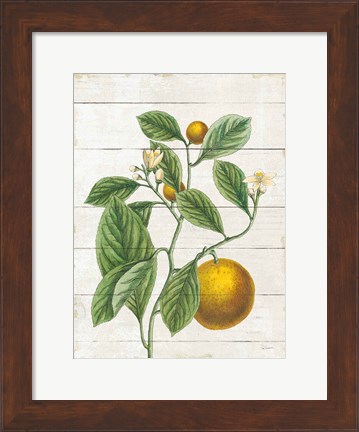 Framed Classic Citrus VI Shiplap Print