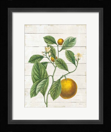 Framed Classic Citrus VI Shiplap Print