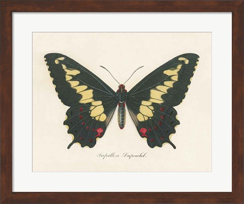 Framed Natures Butterfly VI Print