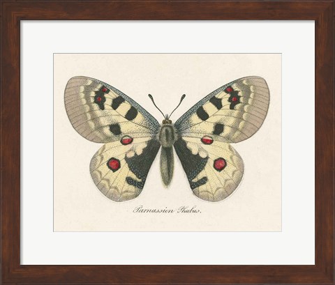 Framed Natures Butterfly III Print