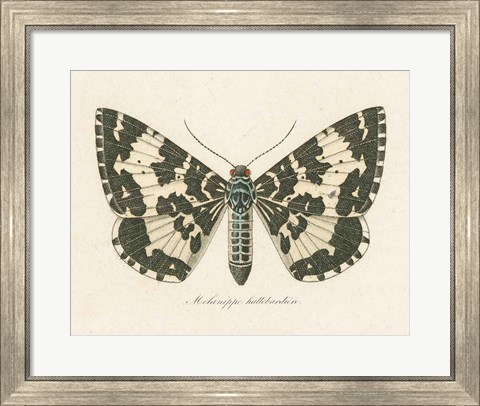 Framed Natures Butterfly II Print