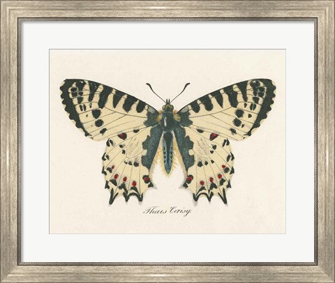 Framed Natures Butterfly I Print