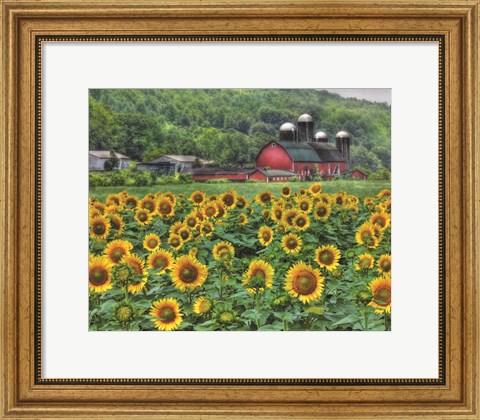 Framed Sunflower Farm Print