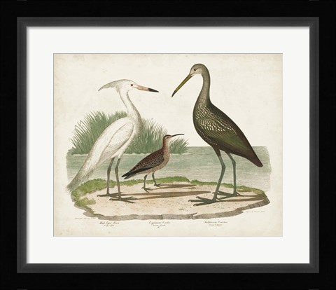 Framed Waterbird Trio I Print