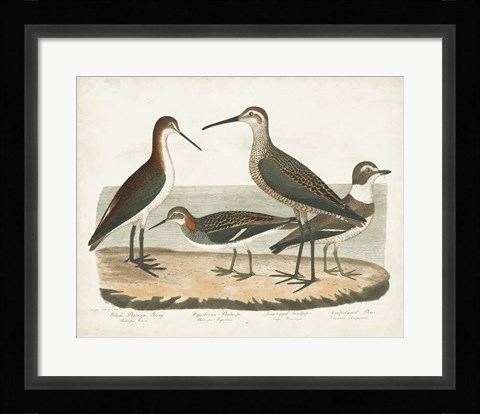 Framed Waterbird Trio II Print