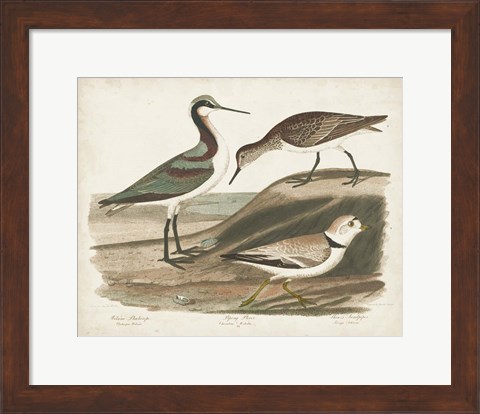 Framed Waterbird Trio III Print