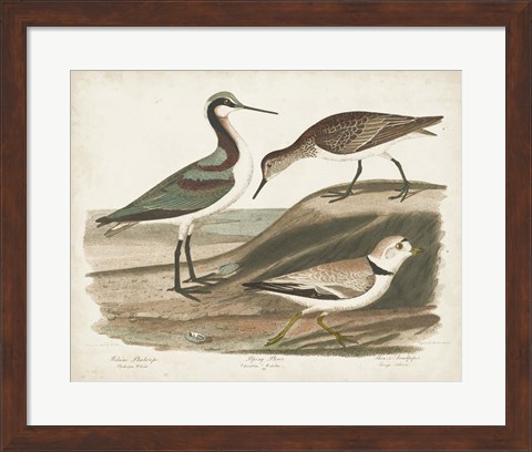 Framed Waterbird Trio III Print