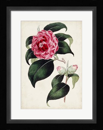 Framed Garden Gems II Print