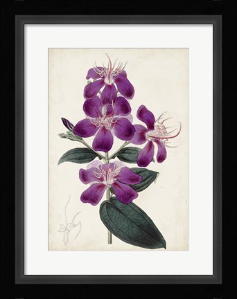 Framed Garden Gems IV Print