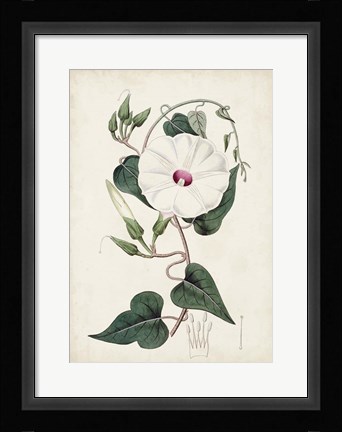 Framed Garden Gems V Print