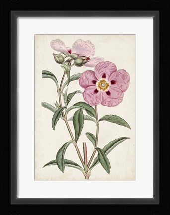 Framed Garden Gems VII Print