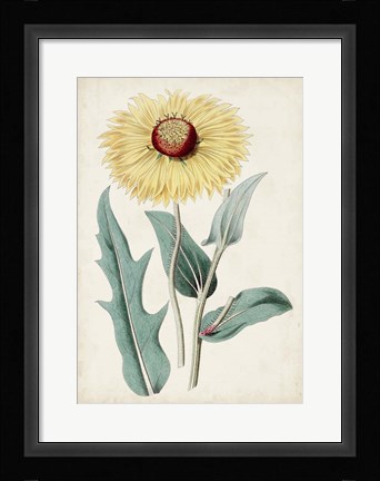 Framed Garden Gems VIII Print