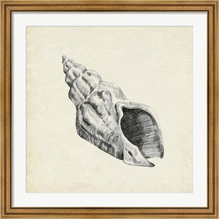 Framed Seashell Pencil Sketch II Print