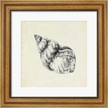 Framed Seashell Pencil Sketch III Print