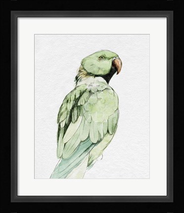 Framed Bright Parrot Portrait II Print