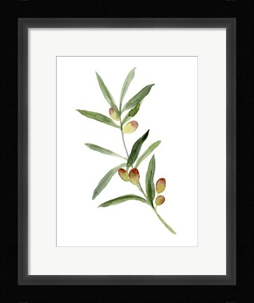 Framed Sweet Olive Branch I Print