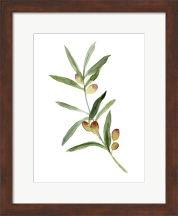 Framed Sweet Olive Branch I Print