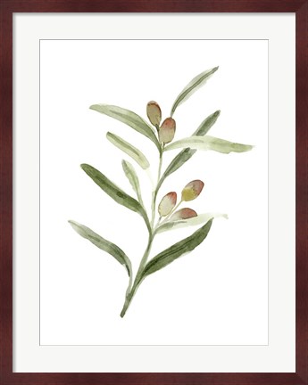 Framed Sweet Olive Branch II Print