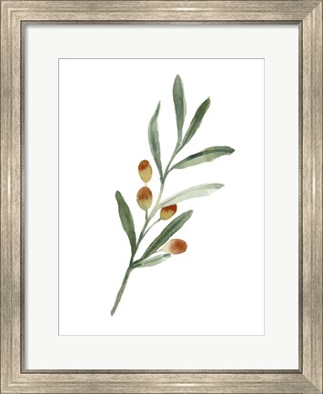 Framed Sweet Olive Branch IV Print