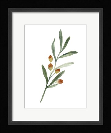 Framed Sweet Olive Branch IV Print