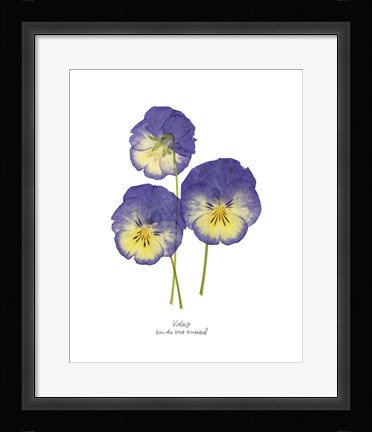 Framed Pressed Violas I Print