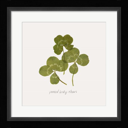 Framed Pressed Clover II Print