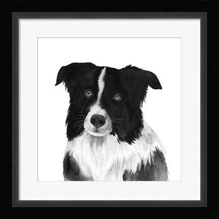 Framed Border Collie II Print