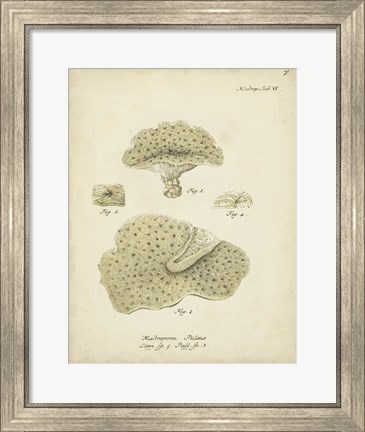 Framed Ecru Coral I Print