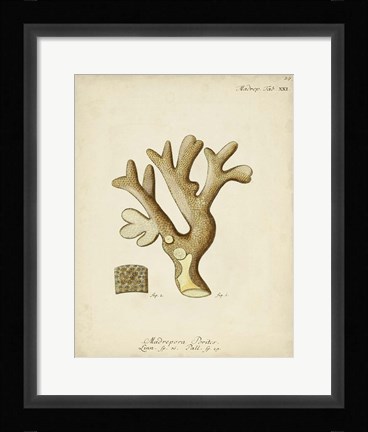 Framed Ecru Coral II Print