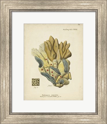 Framed Ecru Coral III Print