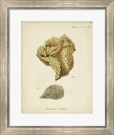 Framed Ecru Coral VII Print