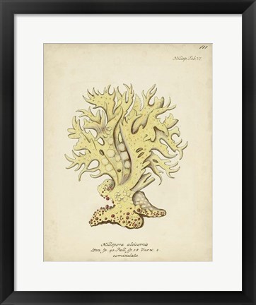 Framed Ecru Coral IX Print