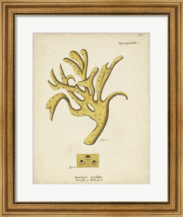 Framed Ecru Coral XII Print