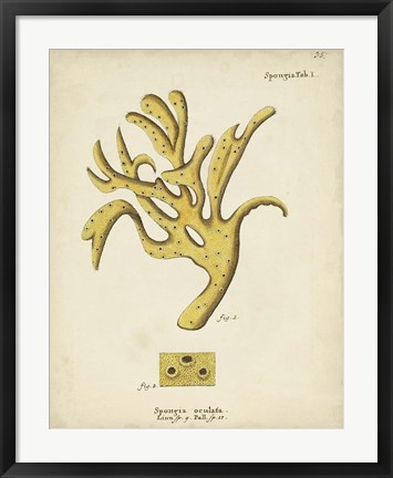 Framed Ecru Coral XII Print