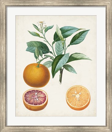 Framed Orange de Malte Print