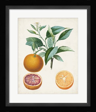 Framed Orange de Malte Print