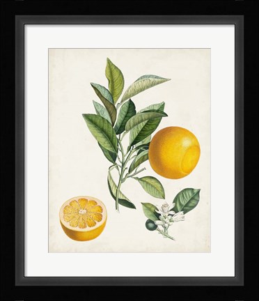 Framed Bigarrade Couronnee Print