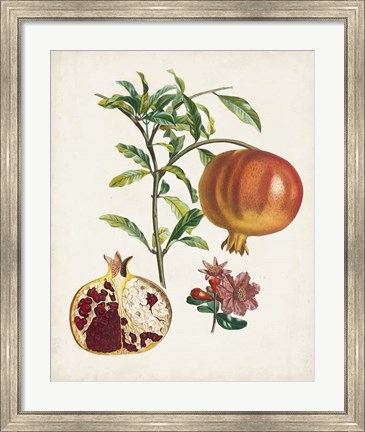 Framed Grenadier a fruit doux Print
