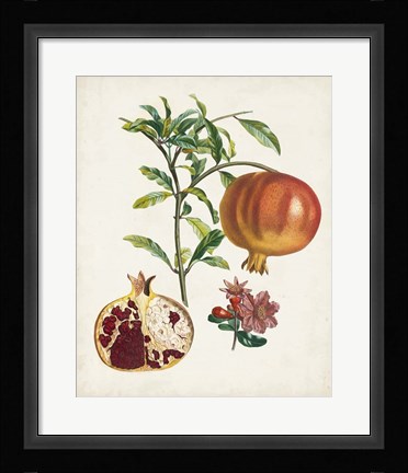 Framed Grenadier a fruit doux Print