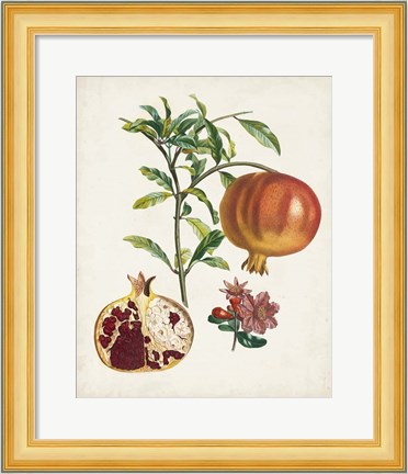 Framed Grenadier a fruit doux Print