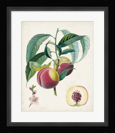 Framed Belle Bauce Print